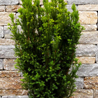 Kegel-Eibe 'Overeynderi' (Taxus baccata)