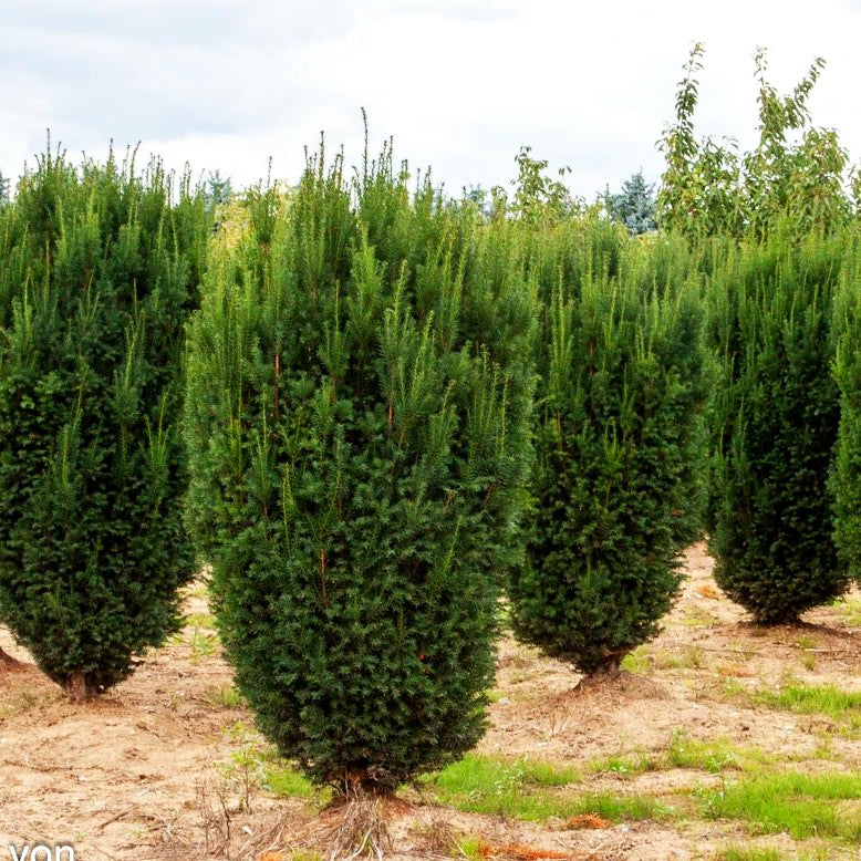 Kegel-Eibe 'Overeynderi' (Taxus baccata)