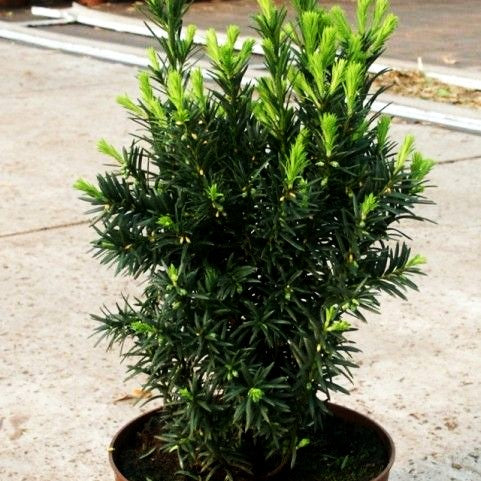 Kegel-Eibe 'Overeynderi' (Taxus baccata)