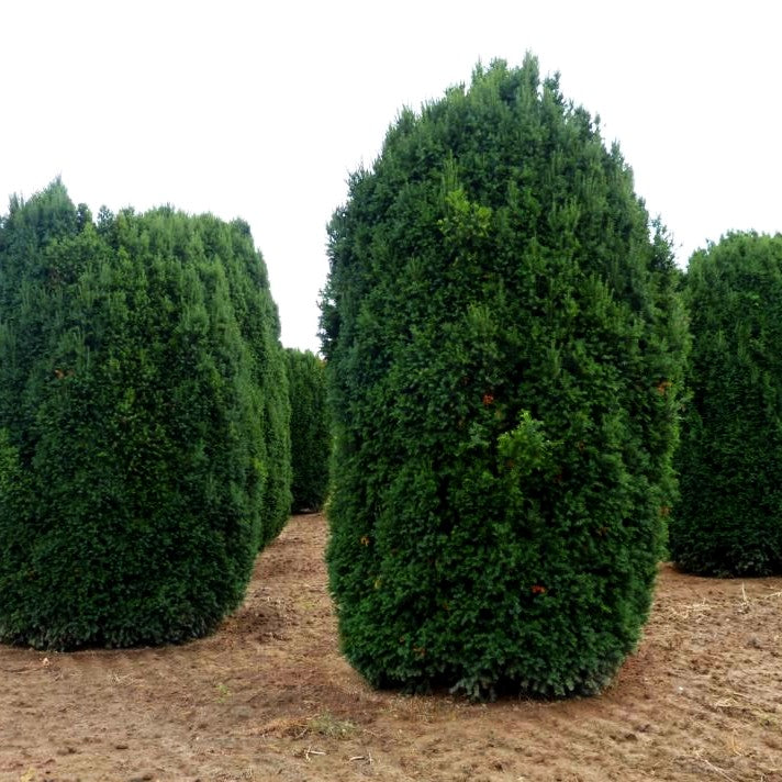 Kegel-Eibe 'Overeynderi' (Taxus baccata)