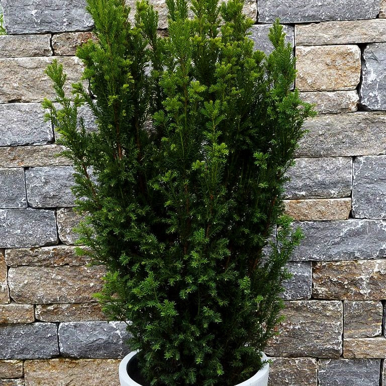 Kegel-Eibe 'Overeynderi' (Taxus baccata)