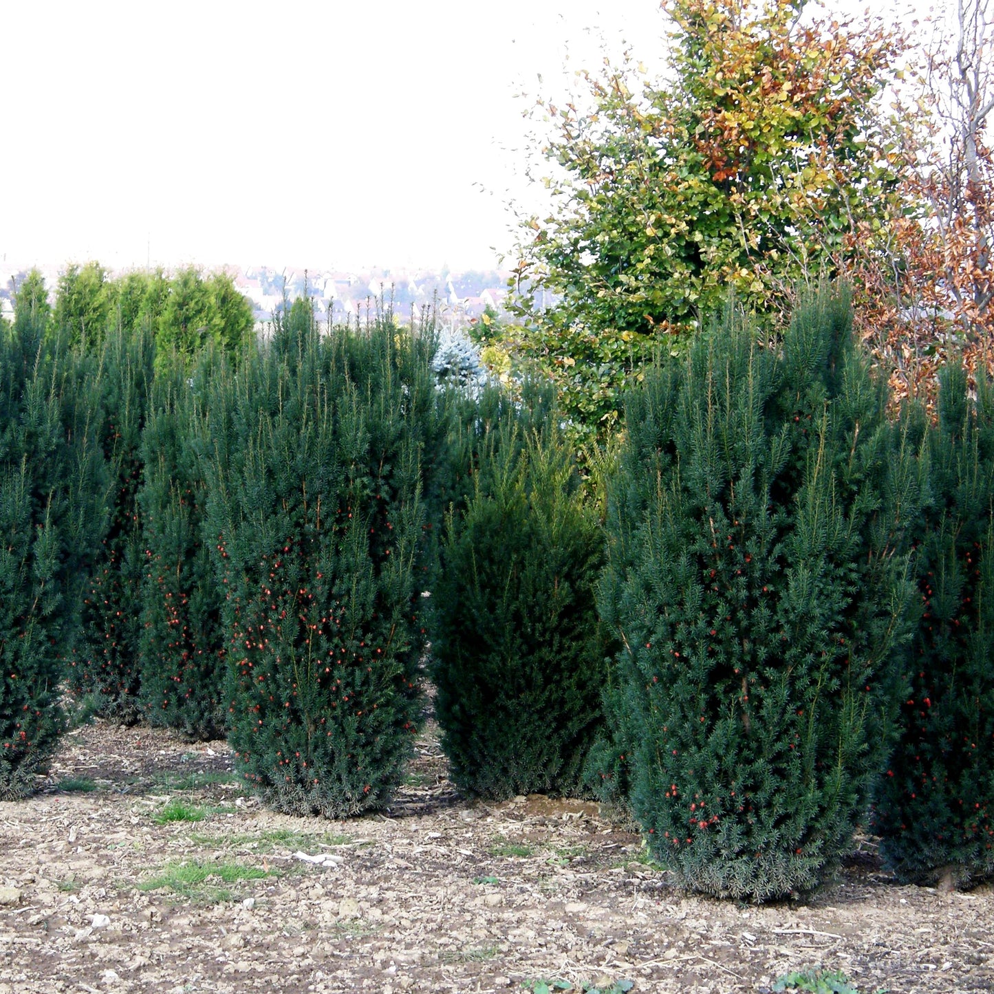 Kegel-Eibe 'Overeynderi' (Taxus baccata)