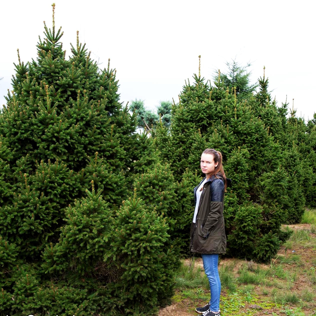 Kegel-Fichte 'Ohlendorffii' (Picea abies)