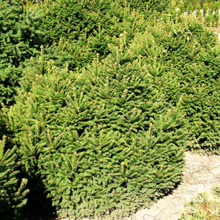 Kegel-Fichte 'Ohlendorffii' (Picea abies)