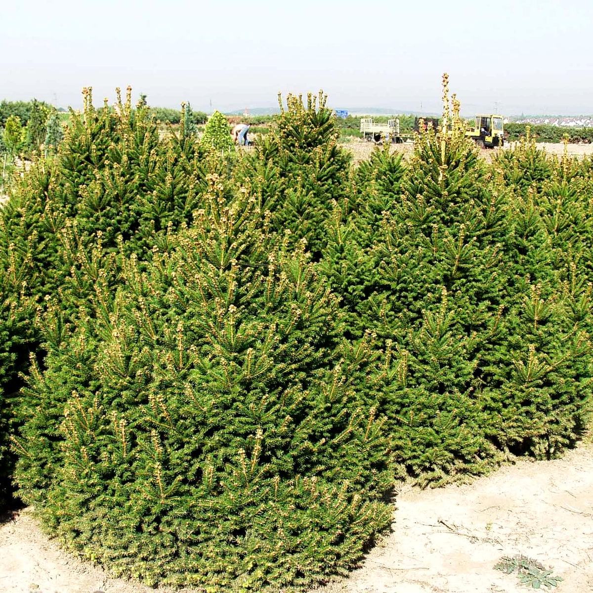 Kegel-Fichte 'Ohlendorffii' (Picea abies)