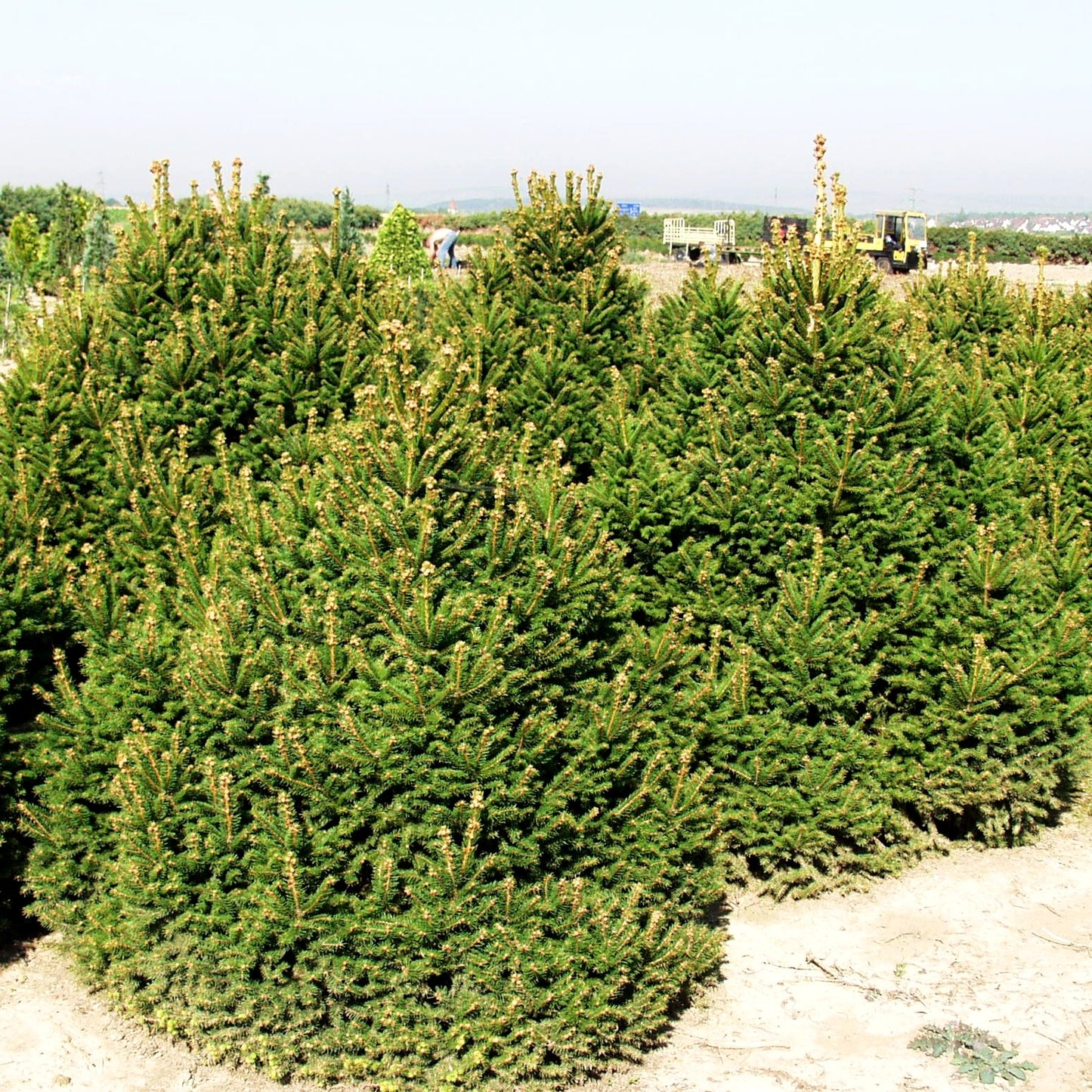 Kegel-Fichte 'Ohlendorffii' (Picea abies)