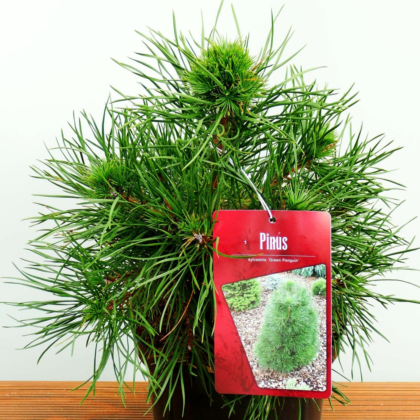 Kegel-Föhre 'Green Penguin' (Pinus sylvestris)