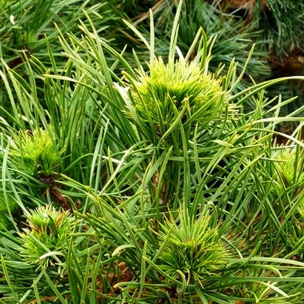Kegel-Föhre 'Green Penguin' (Pinus sylvestris)