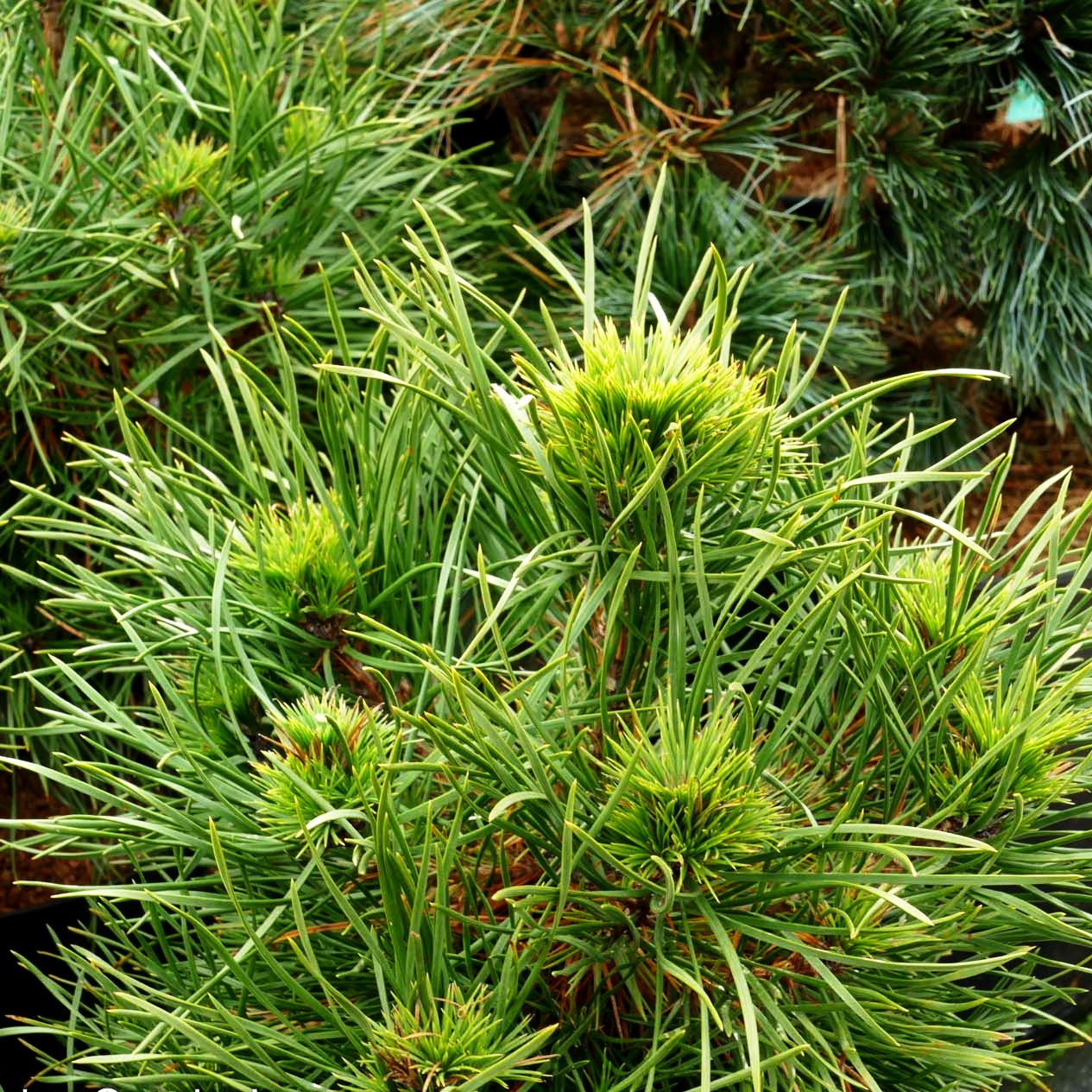 Kegel-Föhre 'Green Penguin' (Pinus sylvestris)