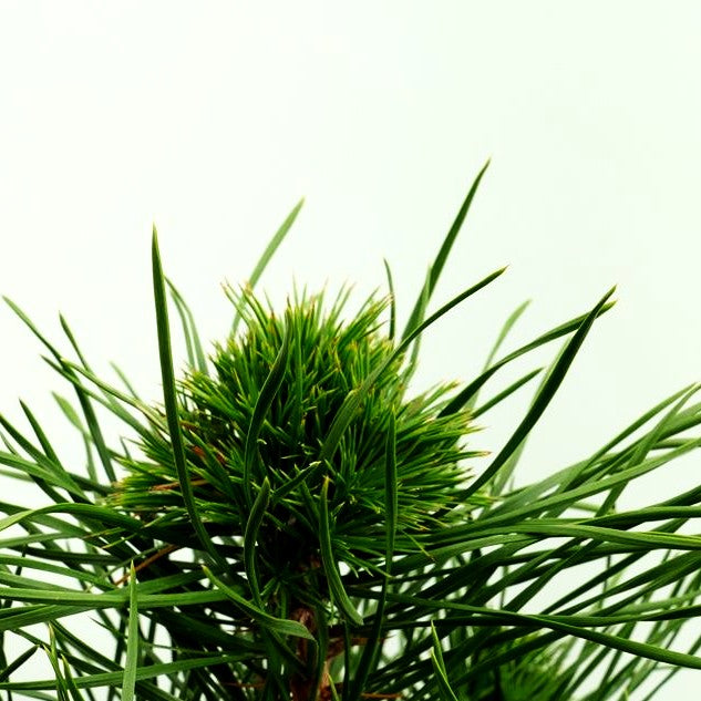 Kegel-Föhre 'Green Penguin' (Pinus sylvestris)