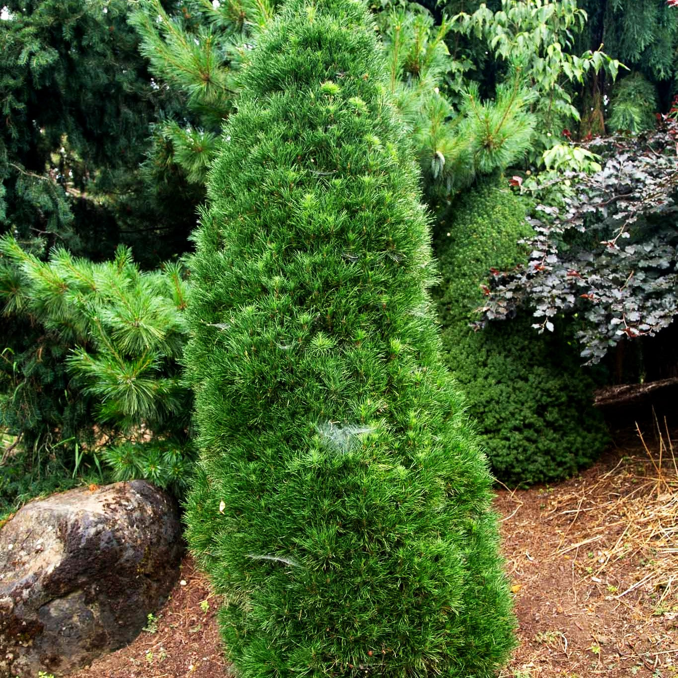 Kegel-Föhre 'Green Penguin' (Pinus sylvestris)