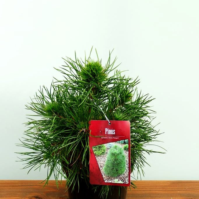 Kegel-Föhre 'Green Penguin' (Pinus sylvestris)
