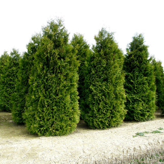 Kegel-Lebensbaum 'Brabant' (Thuja occidentalis)