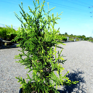 Kegel-Lebensbaum 'Brabant' (Thuja occidentalis)