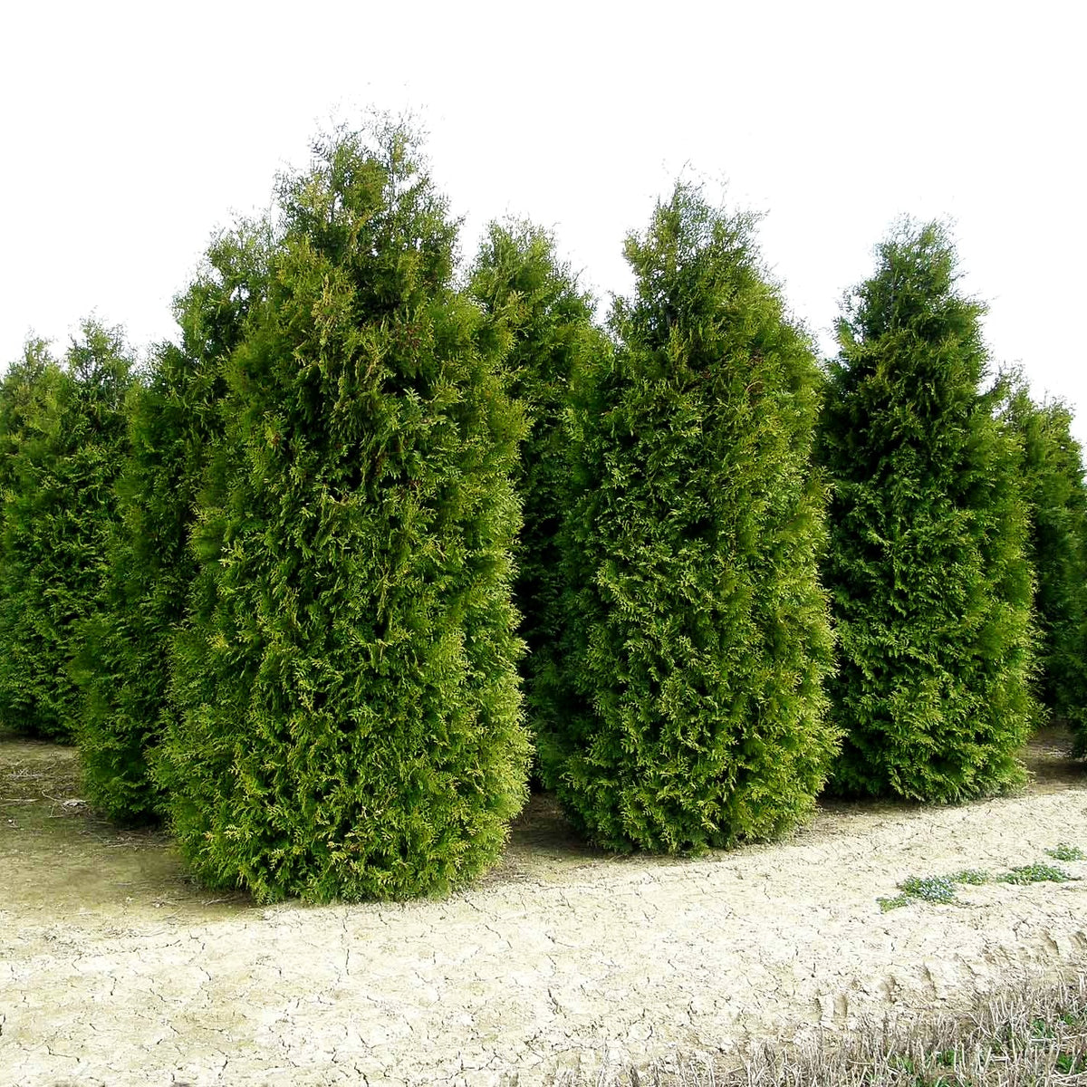 Kegel-Lebensbaum 'Brabant' (Thuja occidentalis)