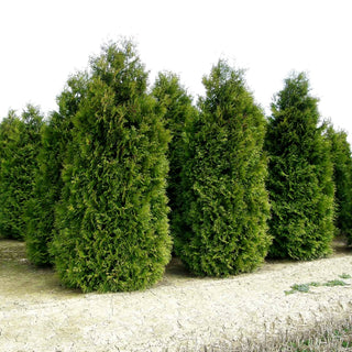 Kegel-Lebensbaum 'Brabant' (Thuja occidentalis)