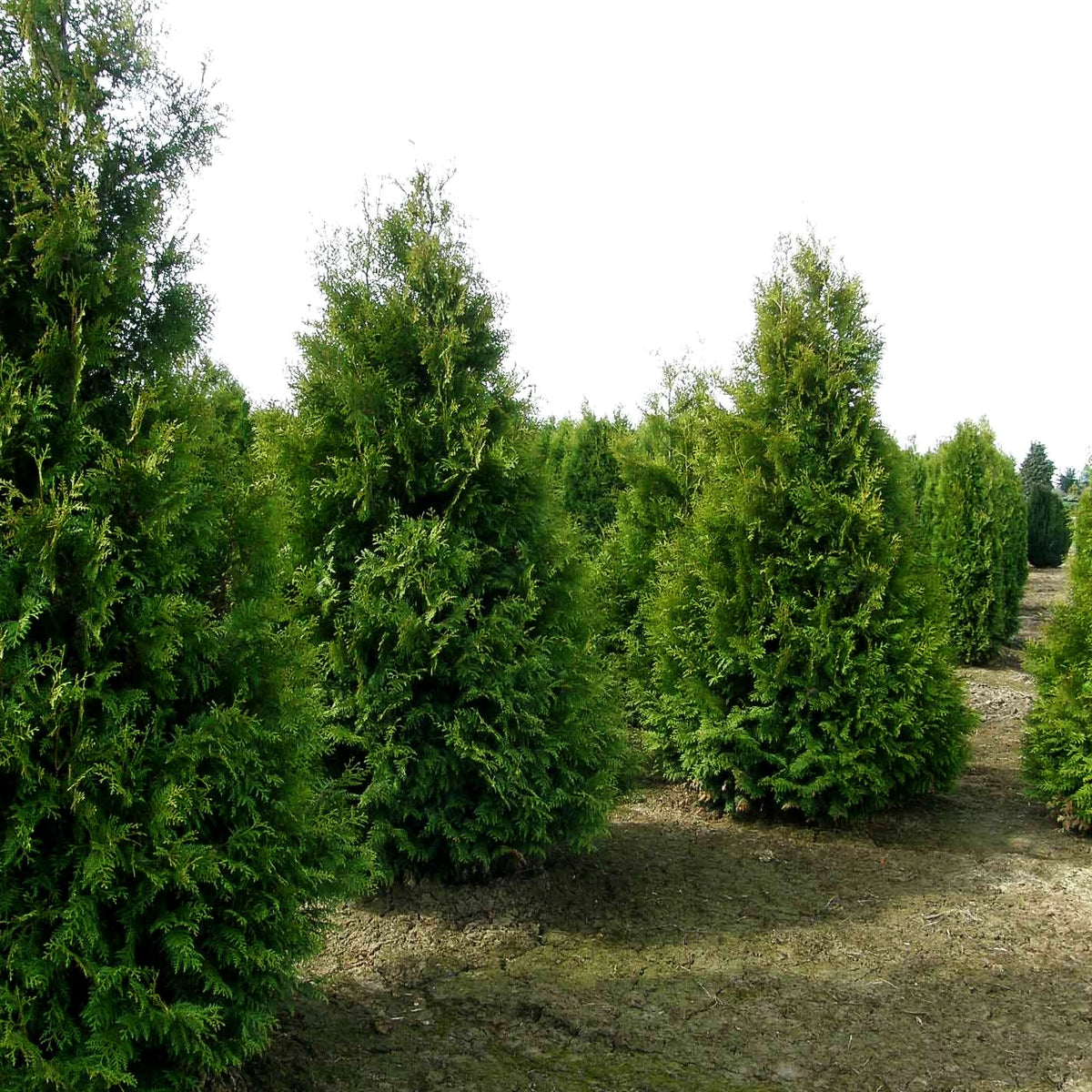 Kegel-Lebensbaum 'Brabant' (Thuja occidentalis)