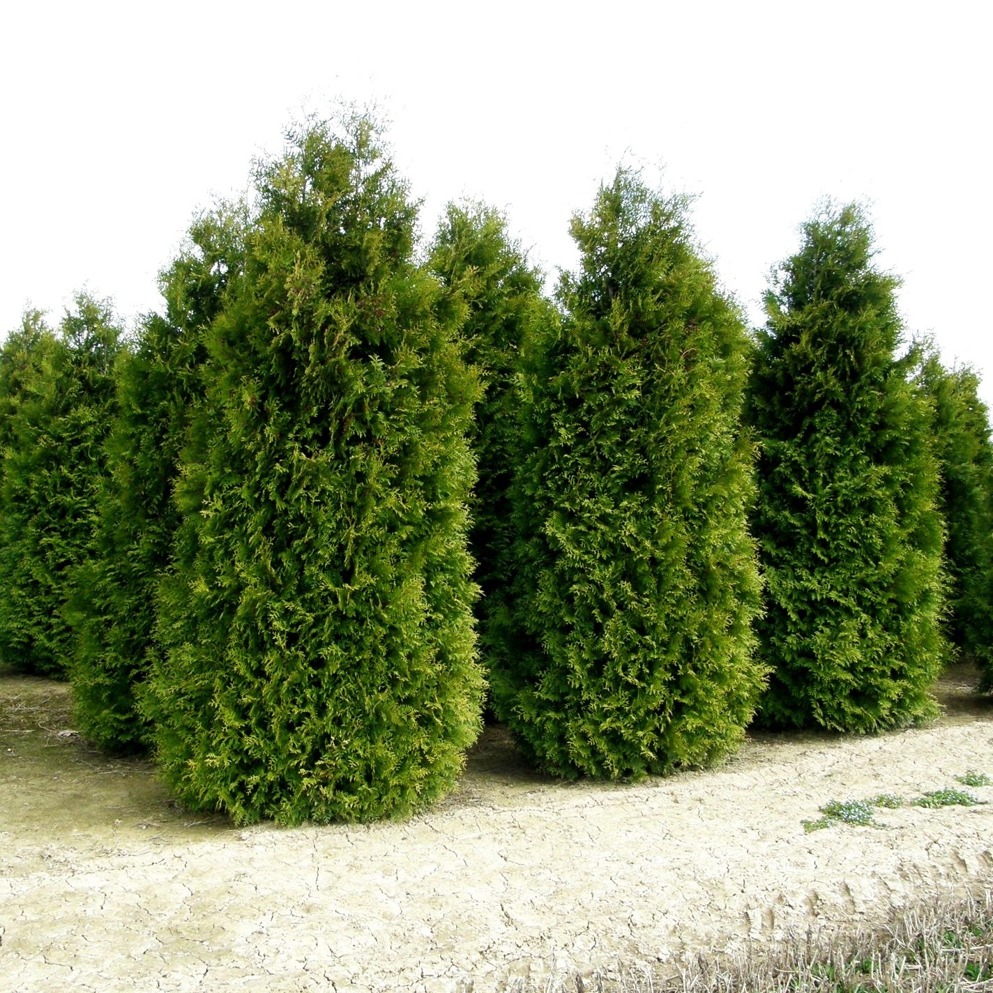 Kegel-Lebensbaum 'Brabant' (Thuja occidentalis)
