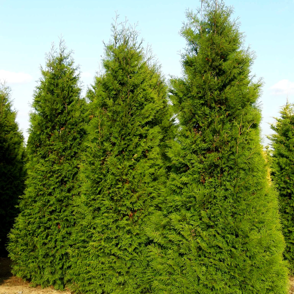 Kegel-Lebensbaum 'Brabant' (Thuja occidentalis)