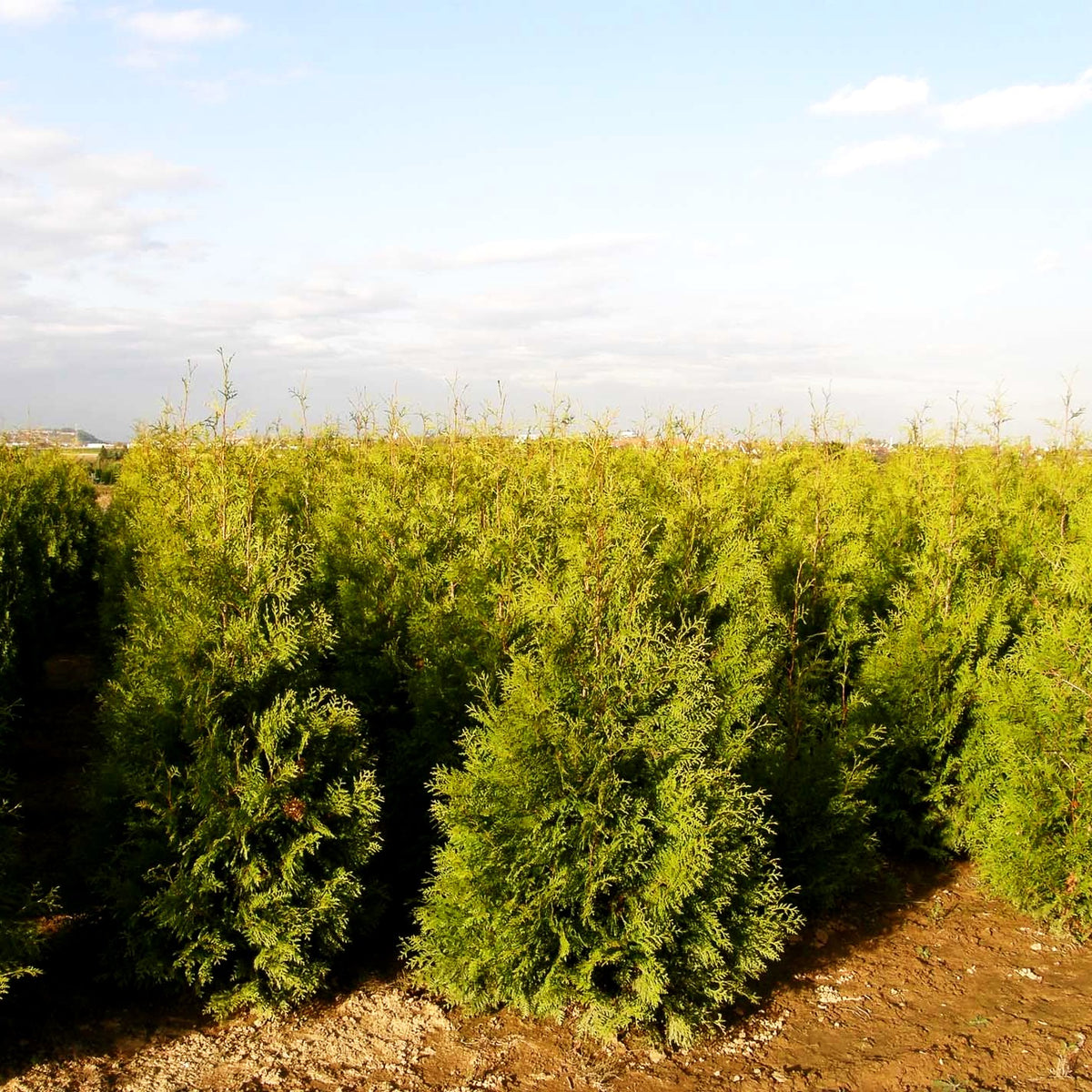 Kegel-Lebensbaum 'Brabant' (Thuja occidentalis)