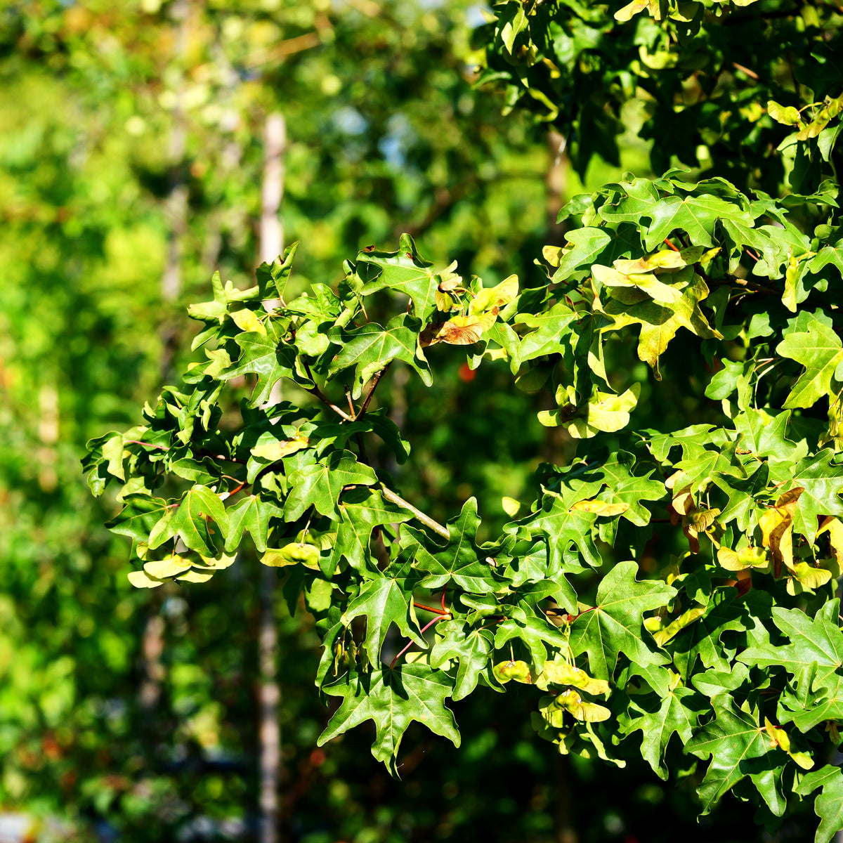 Kegelförmiger Feld-Ahorn 'Elsrijk' (Acer campestre)