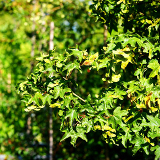 Kegelförmiger Feld-Ahorn 'Elsrijk' (Acer campestre)