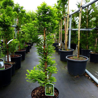Kegelige Sumpfzypresse 'Peve Minaret' (Taxodium distichum)