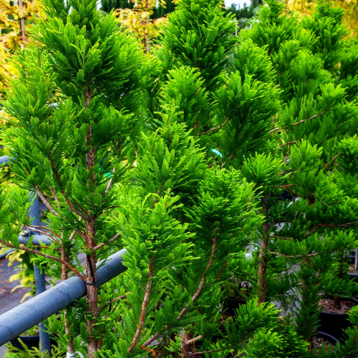 Kegelige Sumpfzypresse 'Peve Minaret' (Taxodium distichum)