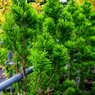 Kegelige Sumpfzypresse 'Peve Minaret' (Taxodium distichum)