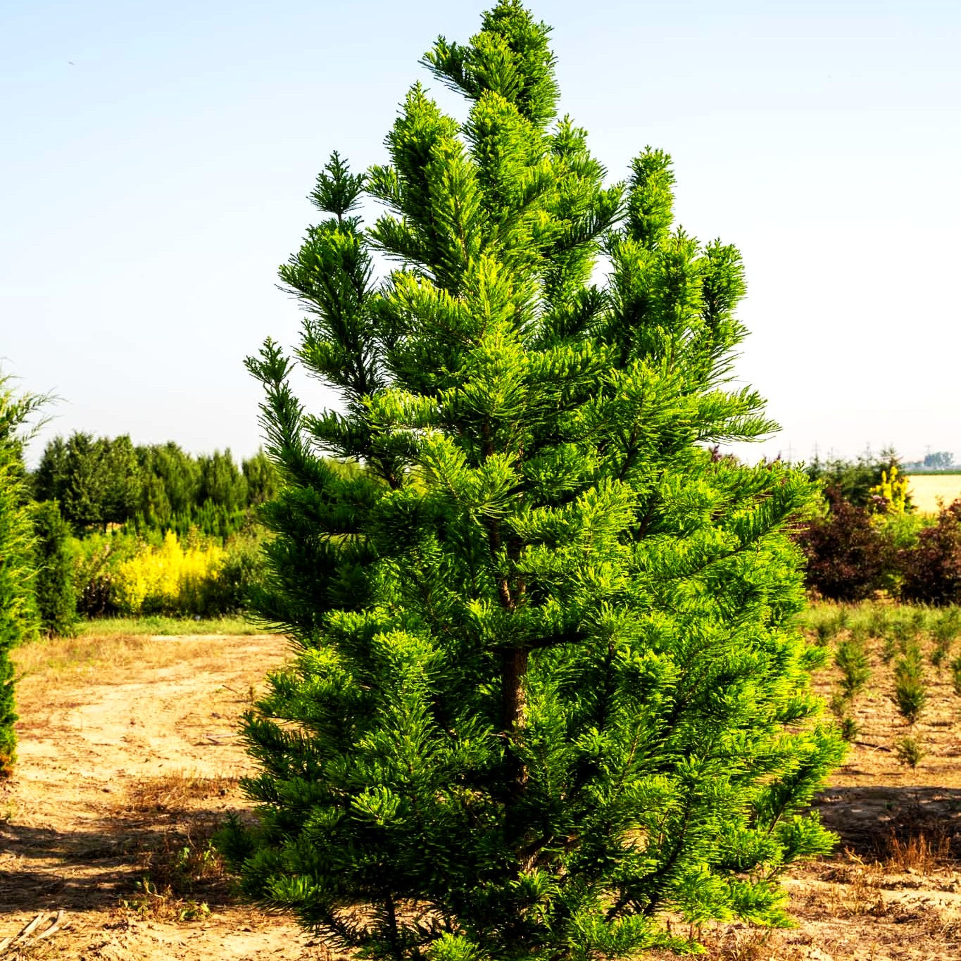 Kegelige Sumpfzypresse 'Peve Minaret' (Taxodium distichum)