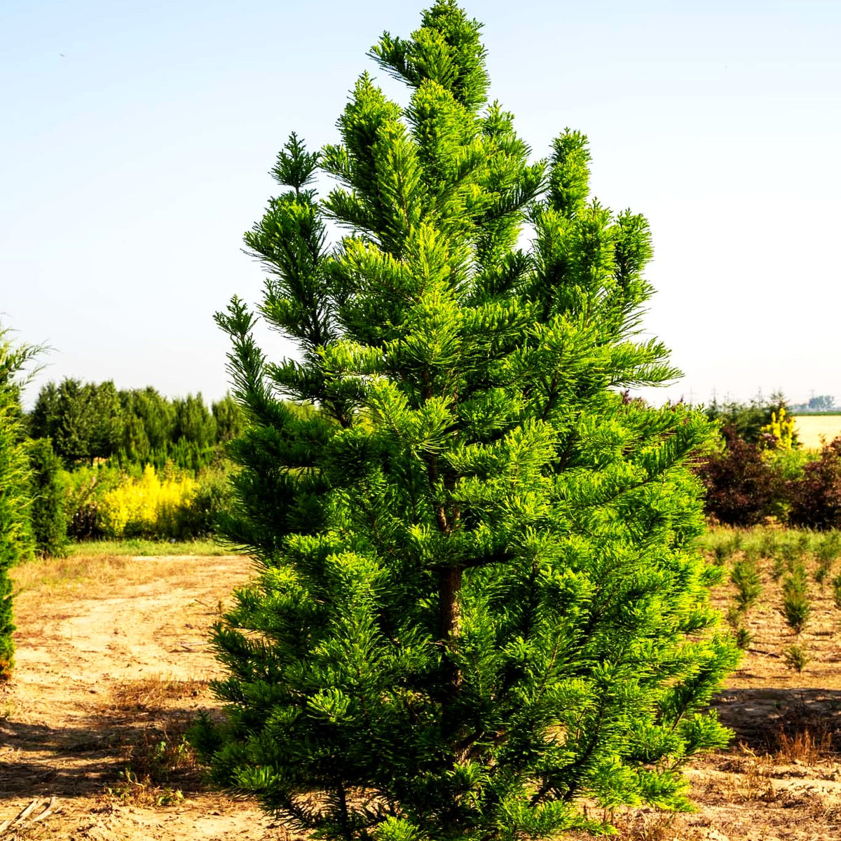 Kegelige Sumpfzypresse 'Peve Minaret' (Taxodium distichum)
