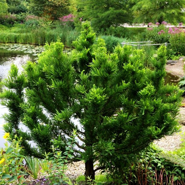 Kegelige Sumpfzypresse 'Peve Minaret' (Taxodium distichum)