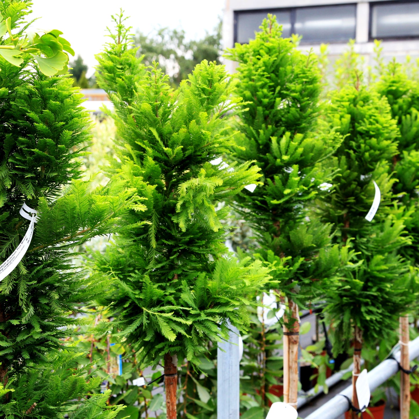 Kegelige Sumpfzypresse 'Peve Minaret' (Taxodium distichum)