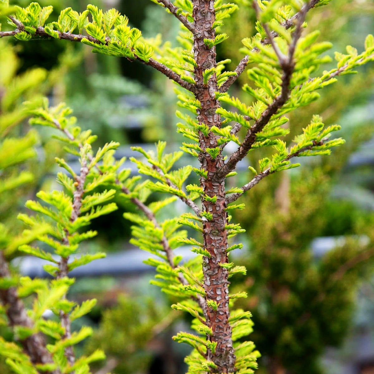 Kegelige Sumpfzypresse 'Peve Minaret' (Taxodium distichum)