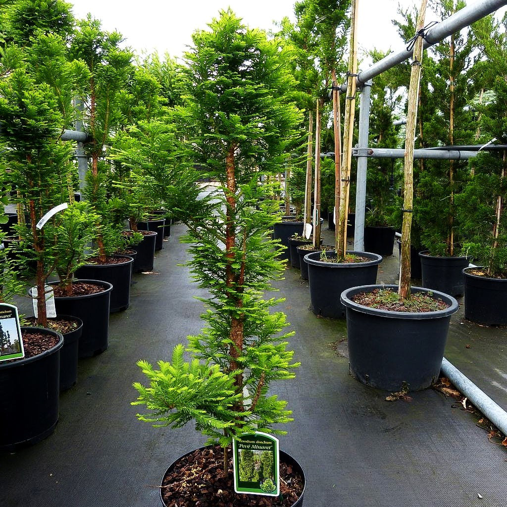 Kegelige Sumpfzypresse 'Peve Minaret' (Taxodium distichum)