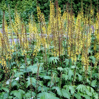 Kerzen-Goldkolben (Ligularia przewalskii)