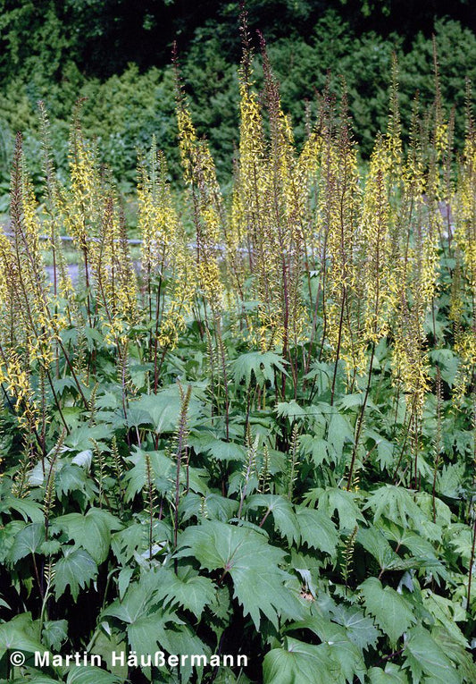Kerzen-Goldkolben (Ligularia przewalskii)