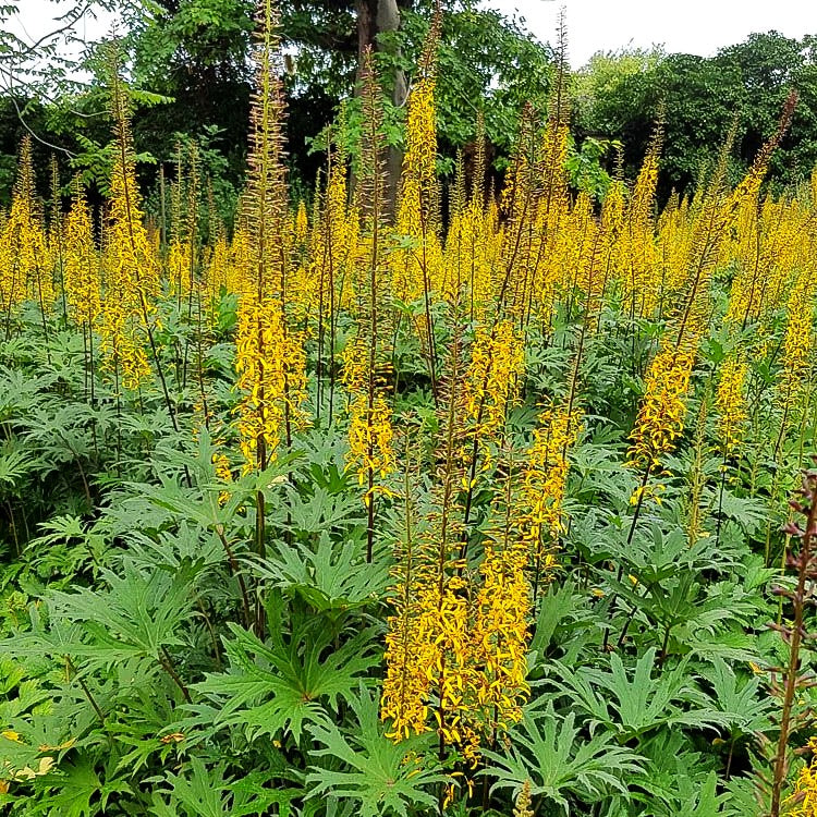 Kerzen-Goldkolben (Ligularia przewalskii)