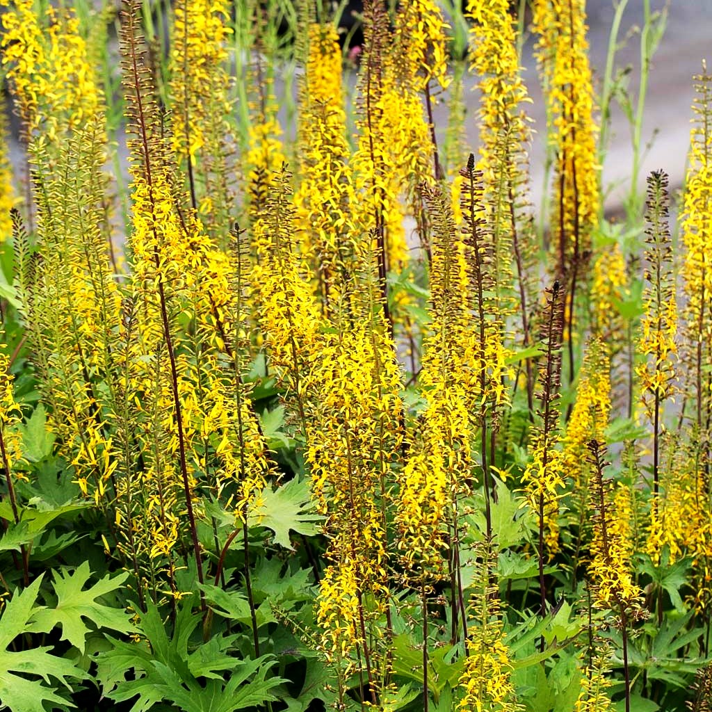 Kerzen-Goldkolben (Ligularia przewalskii)