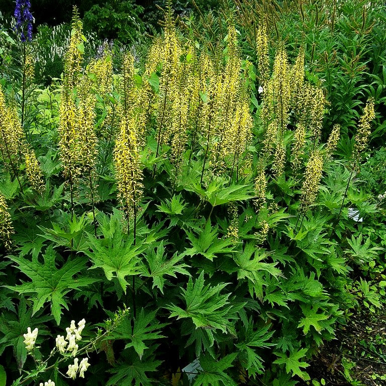 Kerzen-Goldkolben (Ligularia przewalskii)
