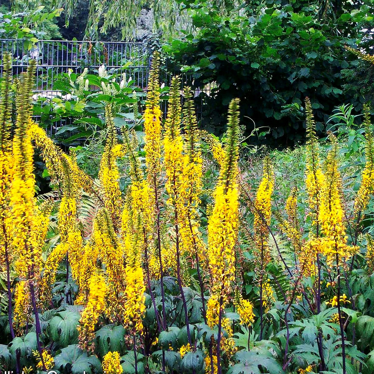 Kerzen-Goldkolben (Ligularia przewalskii)