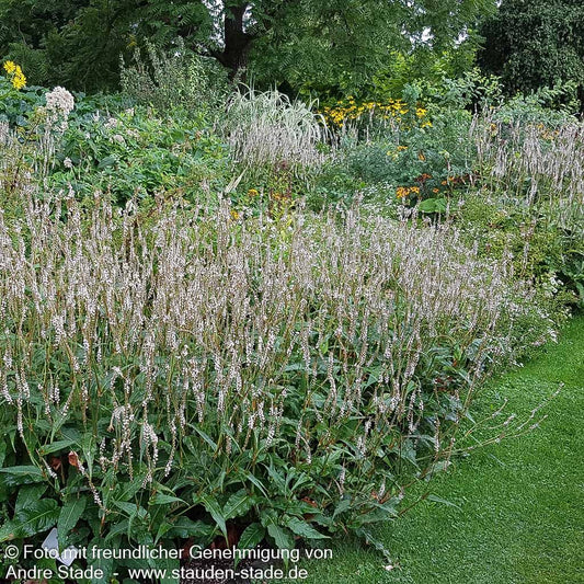 Kerzenknöterich 'Alba' (Persicaria amplexicaulis)