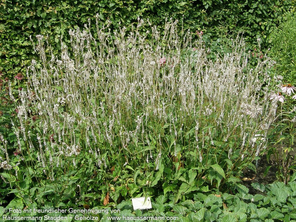 Kerzenknöterich 'Alba' (Persicaria amplexicaulis)