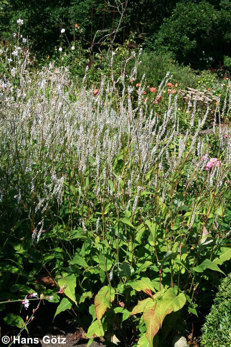 Kerzenknöterich 'Alba' (Persicaria amplexicaulis)