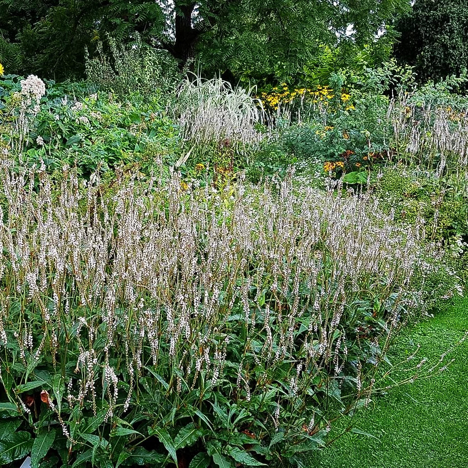 Kerzenknöterich 'Alba' (Persicaria amplexicaulis)