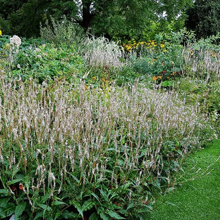 Kerzenknöterich 'Alba' (Persicaria amplexicaulis)