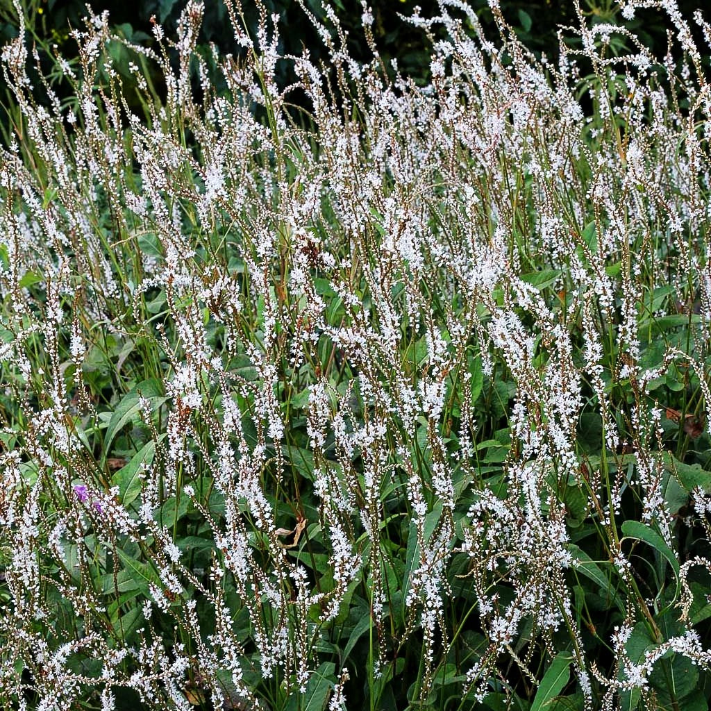 Kerzenknöterich 'Alba' (Persicaria amplexicaulis)