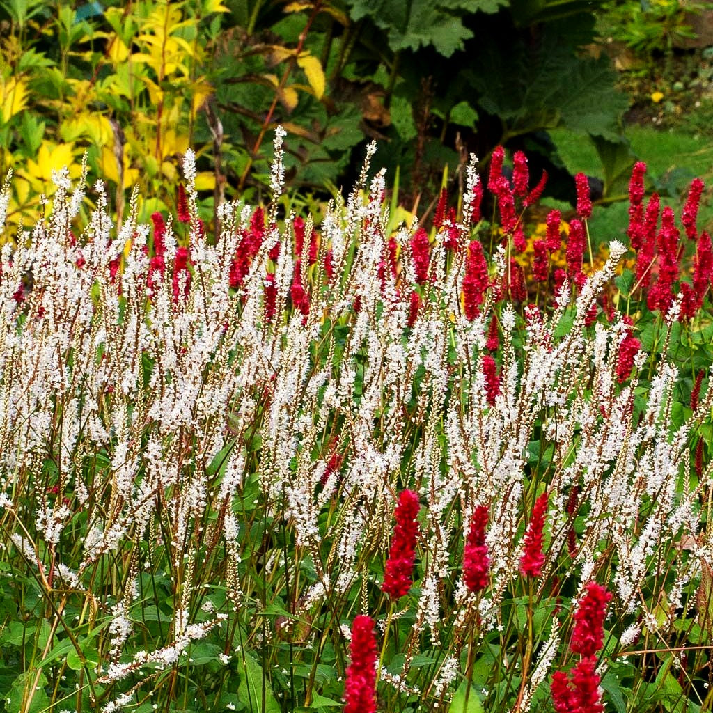 Kerzenknöterich 'Alba' (Persicaria amplexicaulis)