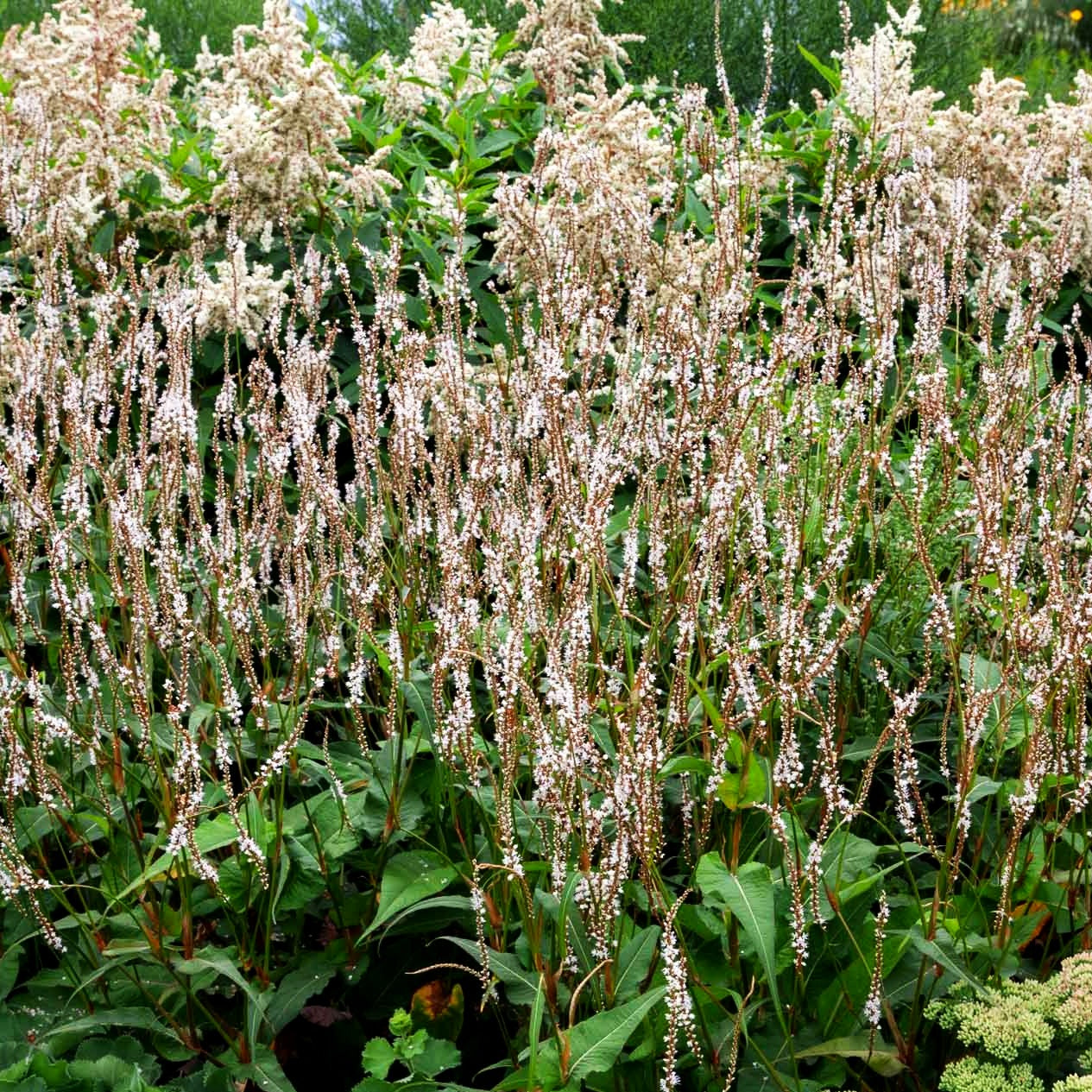 Kerzenknöterich 'Alba' (Persicaria amplexicaulis)