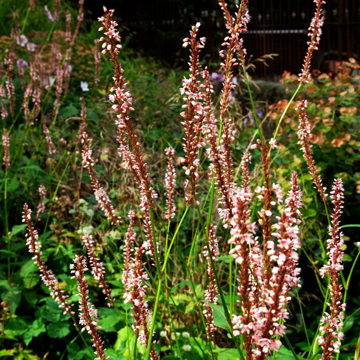 Kerzenknöterich 'Alba' (Persicaria amplexicaulis)